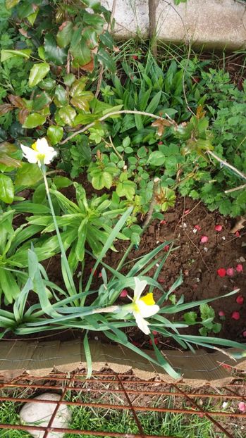  - De prin gradina 2017