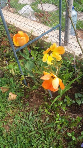  - De prin gradina 2017