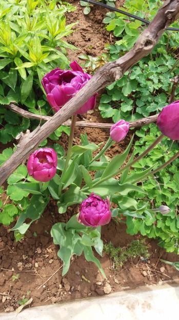  - De prin gradina 2017