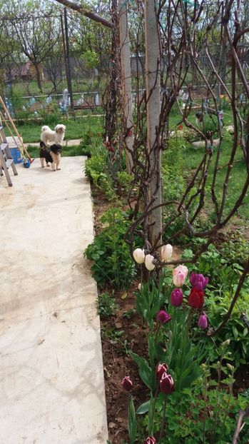 - De prin gradina 2017