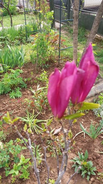  - De prin gradina 2017