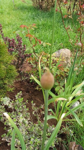  - De prin gradina 2017