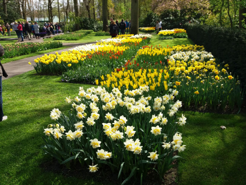 Picture 350 - Keukenhof Olanda-aprilie 2017