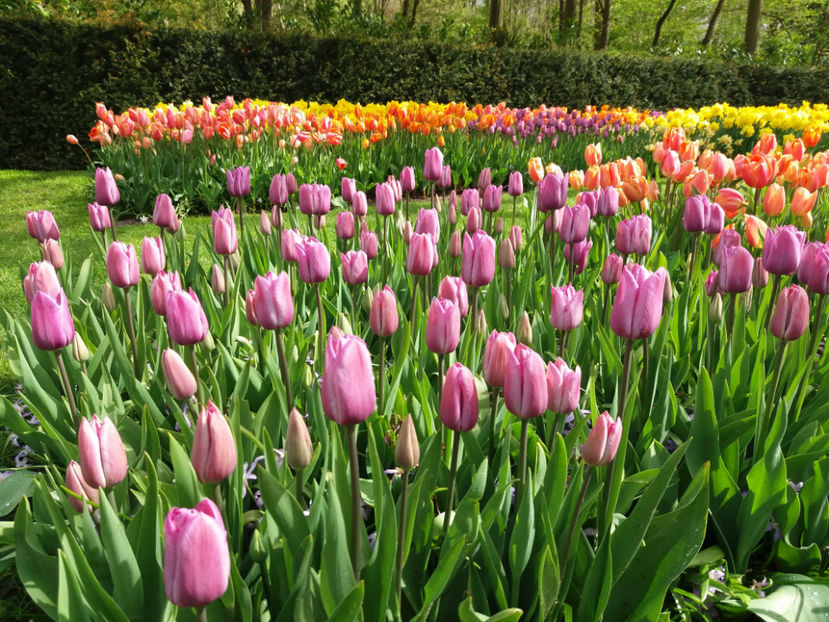 Picture 363 - Keukenhof Olanda-aprilie 2017