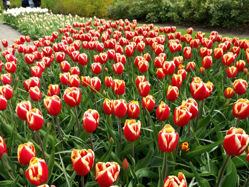 Picture 367 - Keukenhof Olanda-aprilie 2017