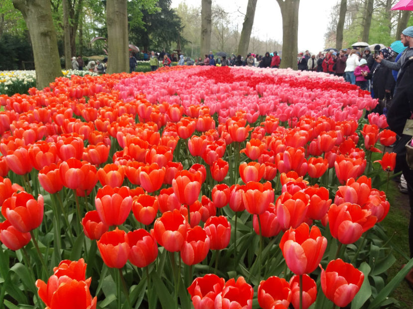 Picture 371 - Keukenhof Olanda-aprilie 2017