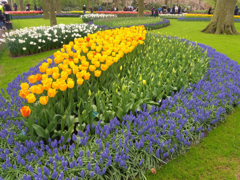Picture 373 - Keukenhof Olanda-aprilie 2017