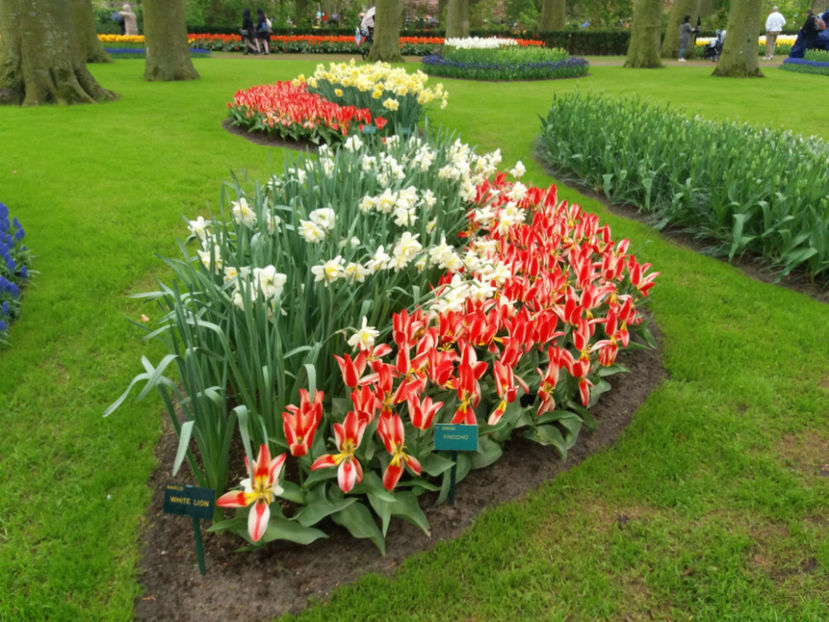 Picture 374 - Keukenhof Olanda-aprilie 2017