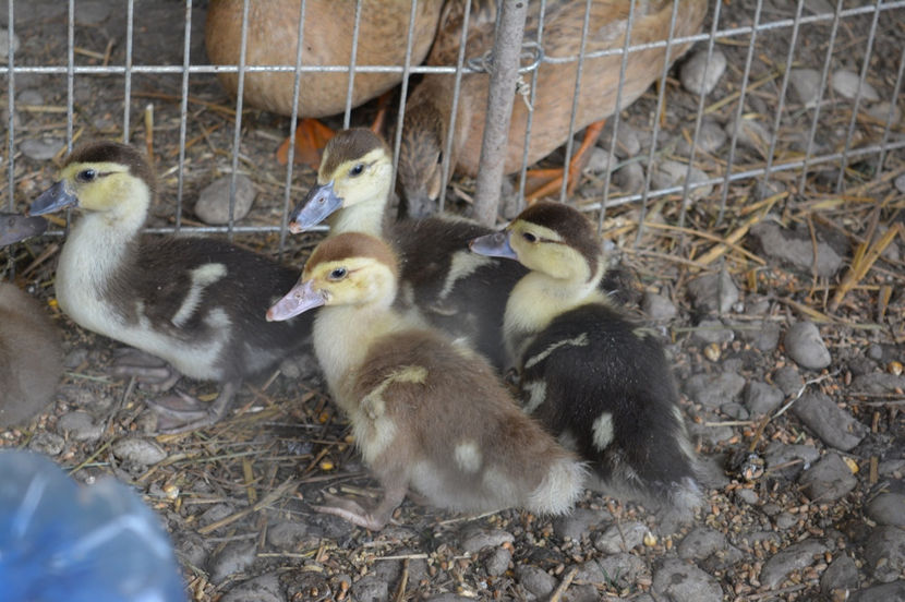 soldati din brigada - C1 - Rate lesesti - Warzenenten