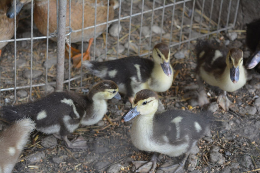 romano slovaca - C1 - Rate lesesti - Warzenenten