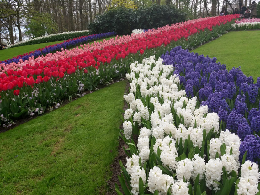 Picture 379 - Keukenhof Olanda-aprilie 2017