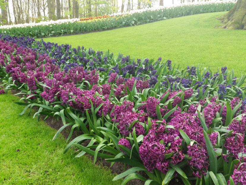 Picture 382 - Keukenhof Olanda-aprilie 2017