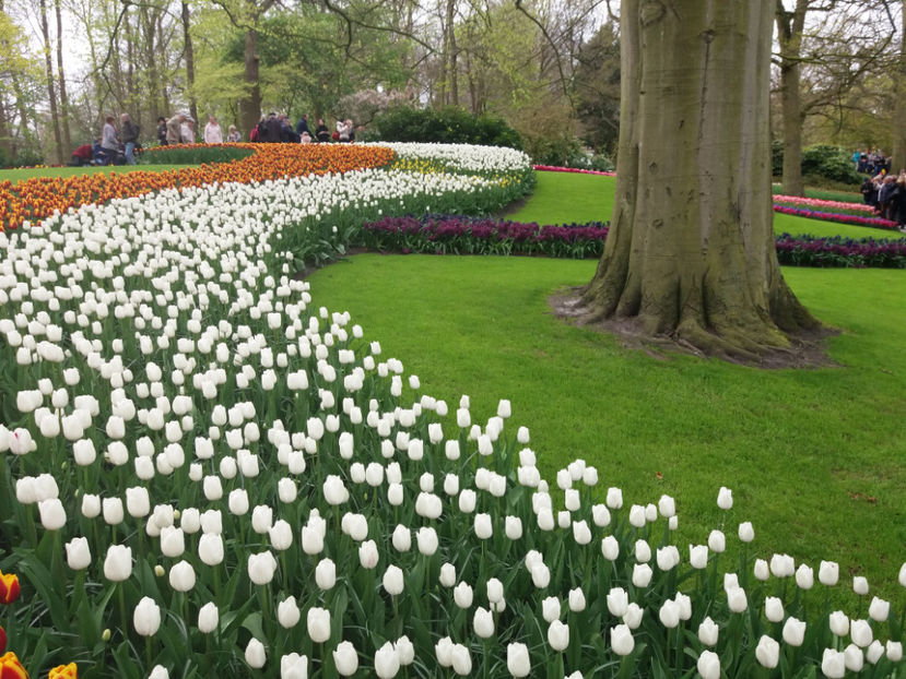 Picture 386 - Keukenhof Olanda-aprilie 2017