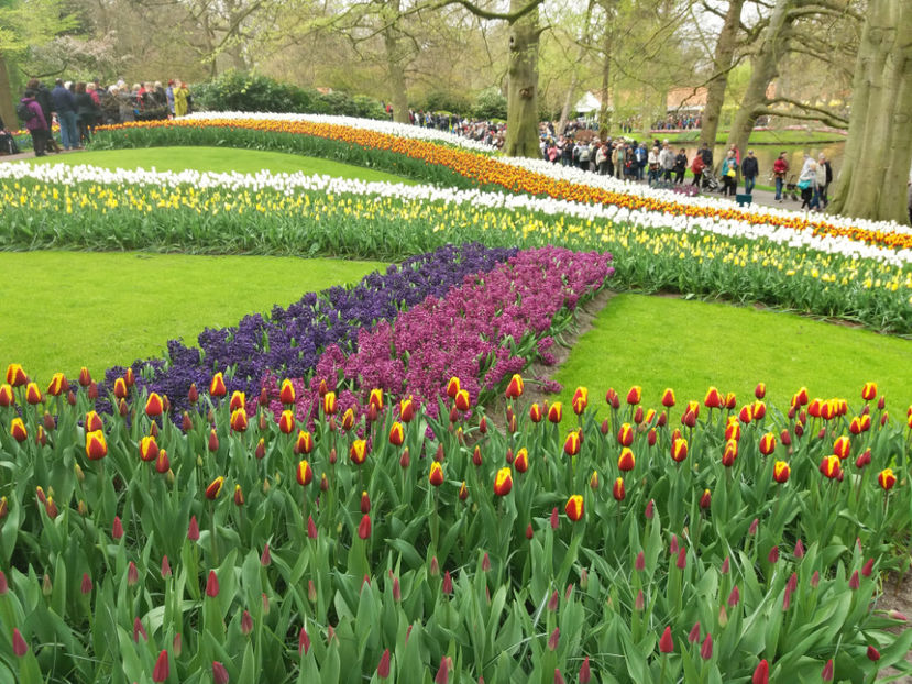 Picture 388 - Keukenhof Olanda-aprilie 2017