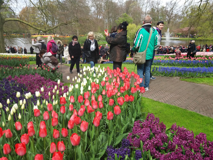 Picture 390 - Keukenhof Olanda-aprilie 2017