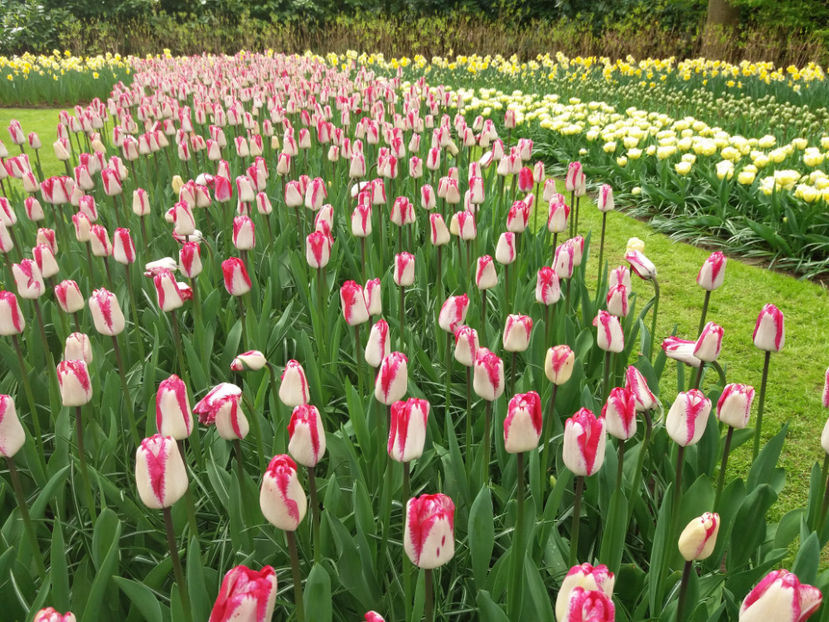 Picture 391 - Keukenhof Olanda-aprilie 2017