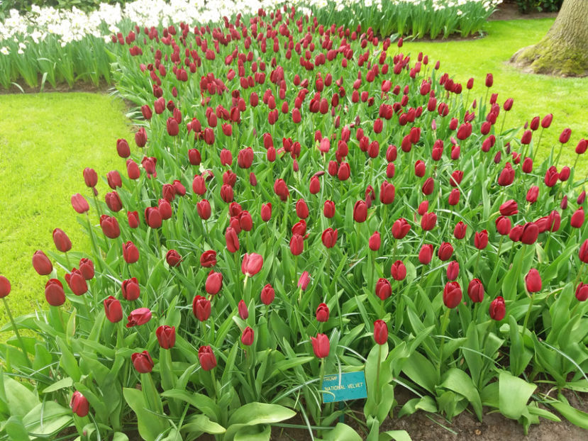 Picture 392 - Keukenhof Olanda-aprilie 2017
