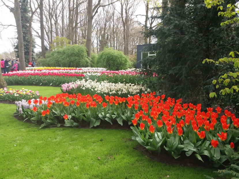 Picture 400 - Keukenhof Olanda-aprilie 2017