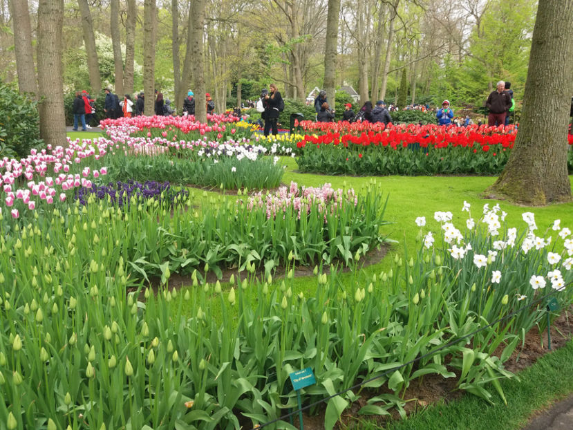 Picture 401 - Keukenhof Olanda-aprilie 2017