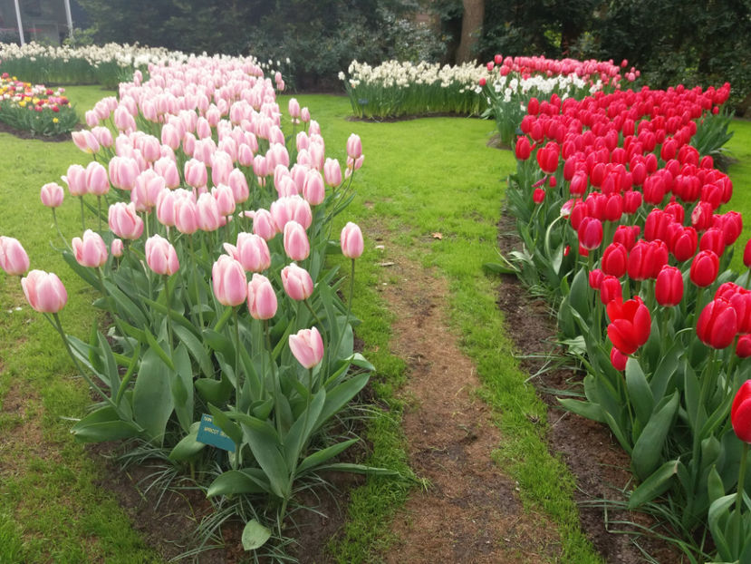 Picture 403 - Keukenhof Olanda-aprilie 2017