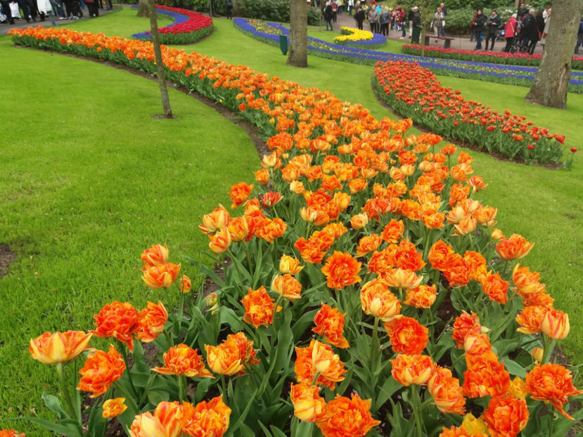 Picture 404 - Keukenhof Olanda-aprilie 2017