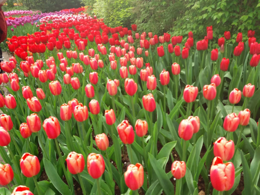 Picture 405 - Keukenhof Olanda-aprilie 2017