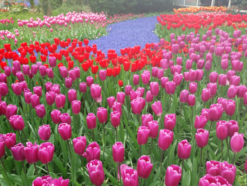 Picture 407 - Keukenhof Olanda-aprilie 2017