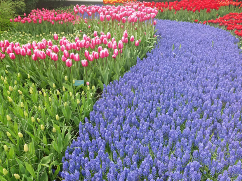 Picture 408 - Keukenhof Olanda-aprilie 2017