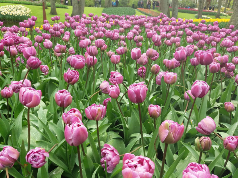 Picture 414 - Keukenhof Olanda-aprilie 2017