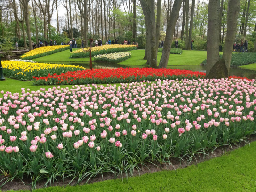 Picture 415 - Keukenhof Olanda-aprilie 2017