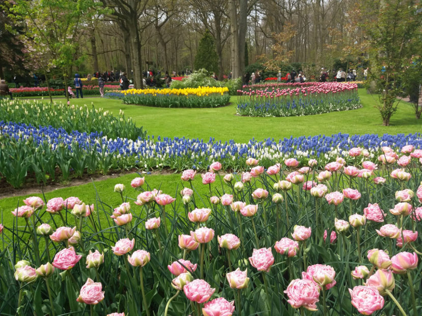 Picture 417 - Keukenhof Olanda-aprilie 2017