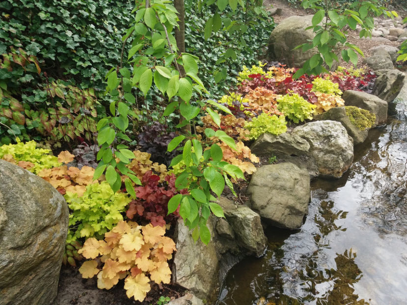 Picture 420 - Keukenhof Olanda-aprilie 2017