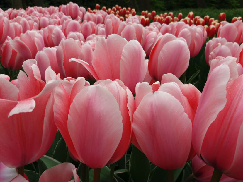 Picture 430 - Keukenhof Olanda-aprilie 2017