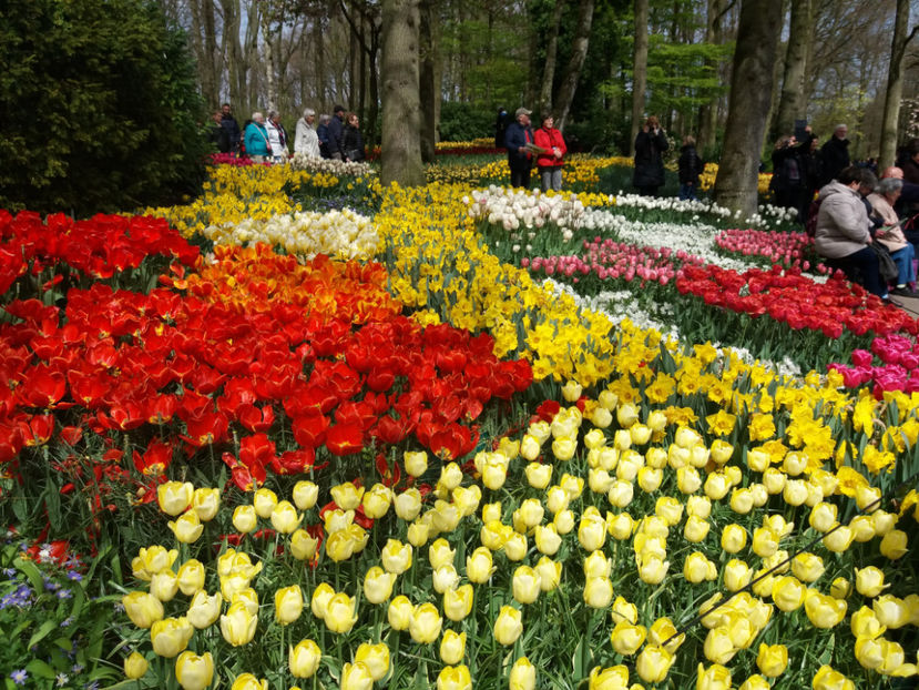 Picture 426 - Keukenhof Olanda-aprilie 2017