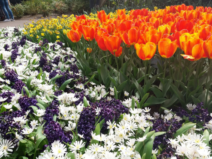 Picture 425 - Keukenhof Olanda-aprilie 2017