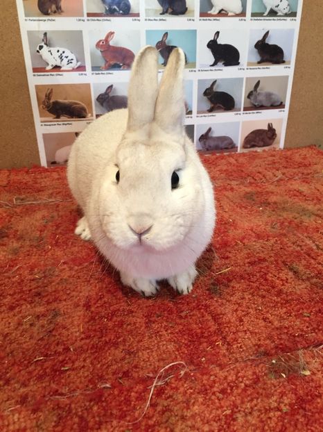 Mascul - Schwarzgrannen