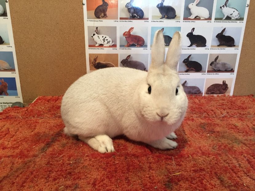 Mascul - Schwarzgrannen