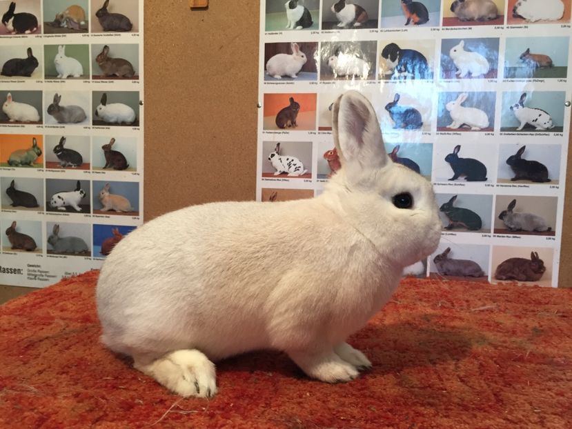 Mascul - Schwarzgrannen