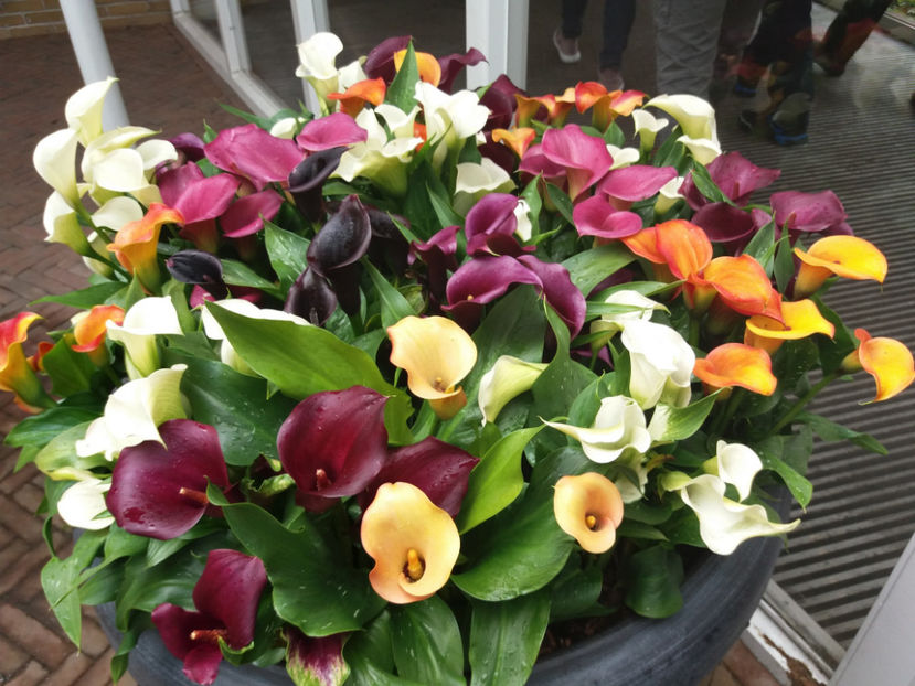 Picture 412 - Keukenhof Olanda-aprilie 2017