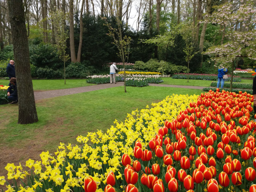 Picture 434 - Keukenhof Olanda-aprilie 2017