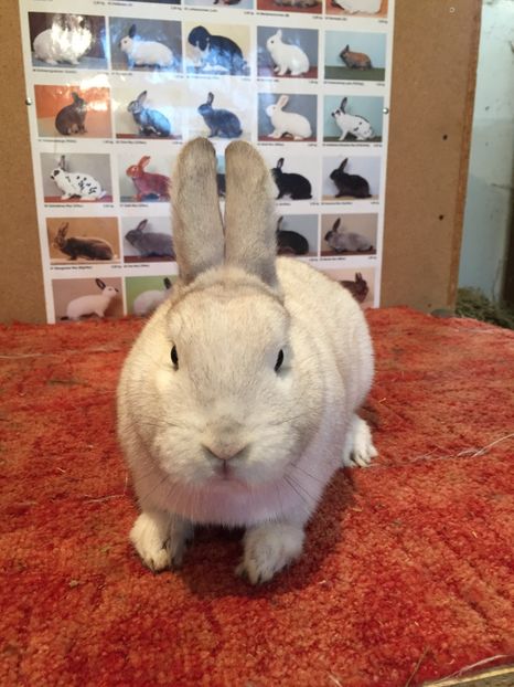 Femela - Schwarzgrannen