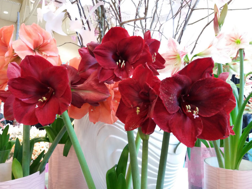 Picture 459 - Keukenhof Olanda-aprilie 2017