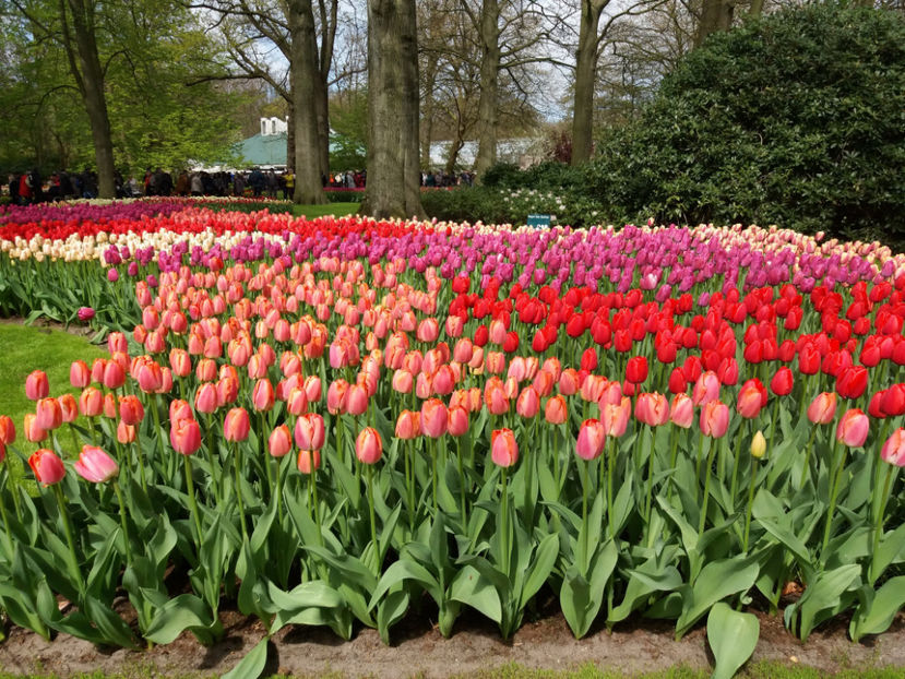 Picture 464 - Keukenhof Olanda-aprilie 2017