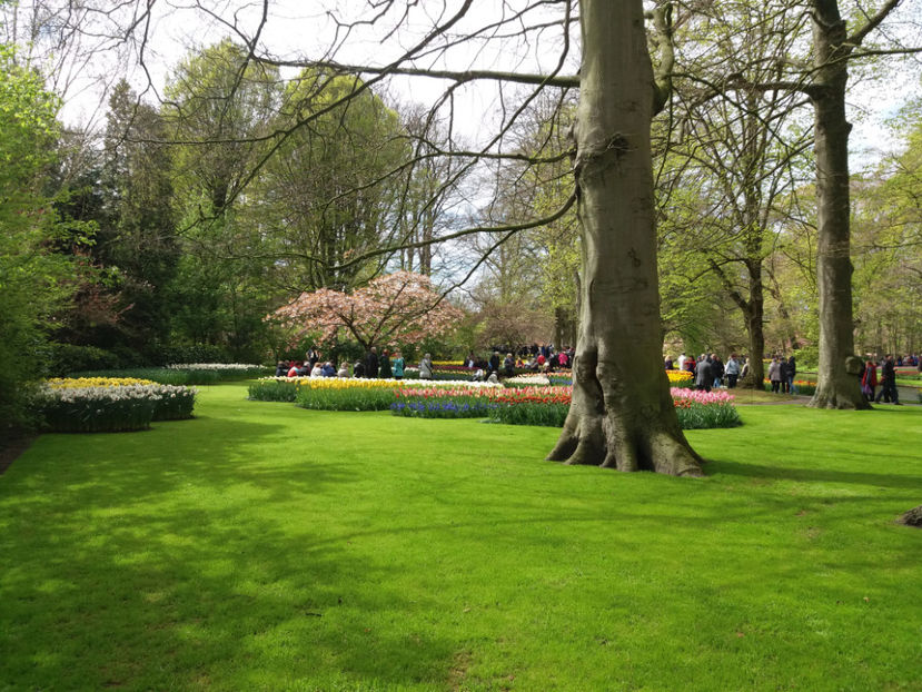 Picture 466 - Keukenhof Olanda-aprilie 2017