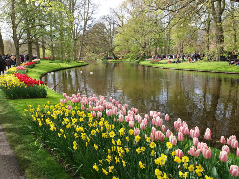 Picture 470 - Keukenhof Olanda-aprilie 2017