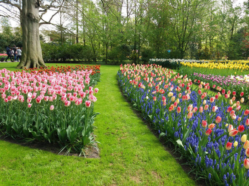 Picture 472 - Keukenhof Olanda-aprilie 2017
