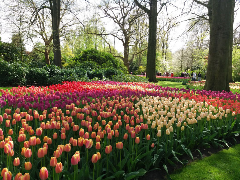 Picture 476 - Keukenhof Olanda-aprilie 2017