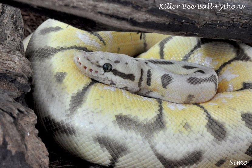  - Python regius-Ball Phyton-Piton regal