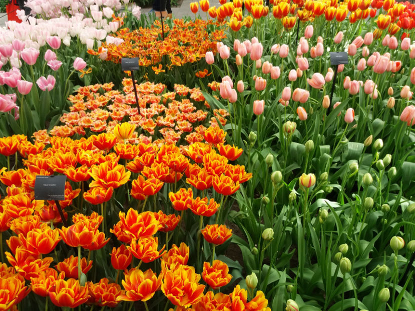 Picture 502 - Keukenhof Olanda-aprilie 2017