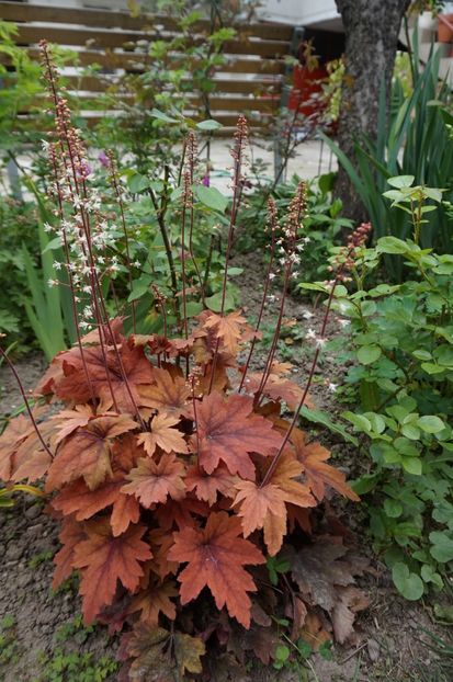 Sweet Tea - Heuchera 2017